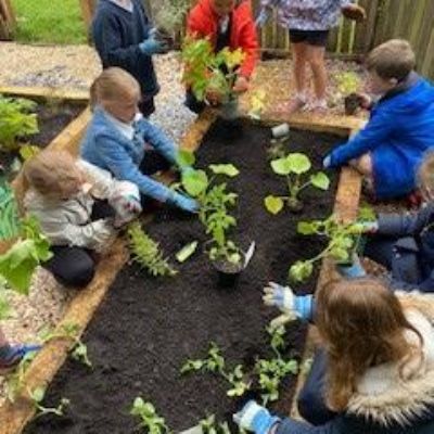 Vegetable Patch