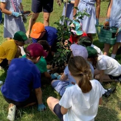 Tree Planting